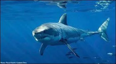 Je suis un énorme animal marin, je me nourris principalement de viande de tortues et de phoques, je suis.....