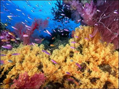 Quel pays est bordé par la mer de Corail ?
