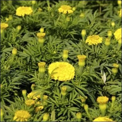 Je suis utilisée pour soigner les hématomes, je suis :