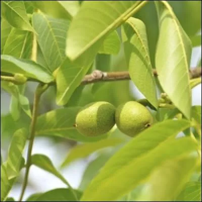 Arbre originaire d'Asie, dont les fruits sont utilisés dans les délices culinaires locaux, et dont les feuilles servent à guérir les maladies de la peau, cet arbre est :