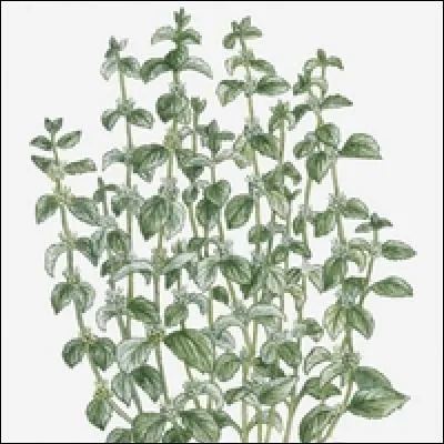 Plante médicinale qui possède des vertus magiques pour la santé, notamment contre la toux, les poisons et les problèmes digestifs, cette plante est :