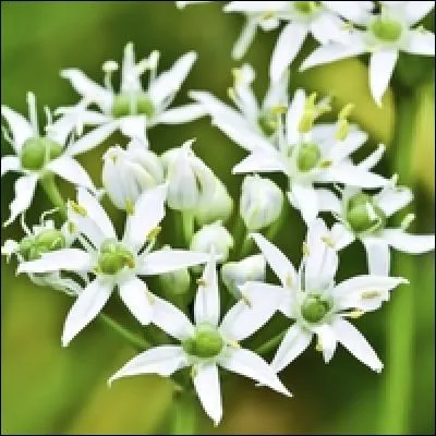 Je suis un désinfectant pour les problèmes de peau, je suis :