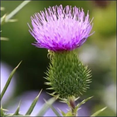 Je traite les calculs biliaires, mon nom vient d'une légende du Moyen-Âge, je suis :