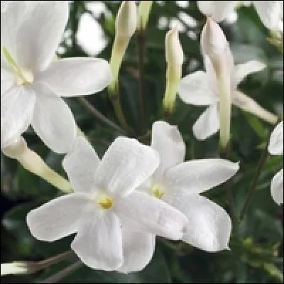 Cette plante a des propriétés calmantes et sédatives :