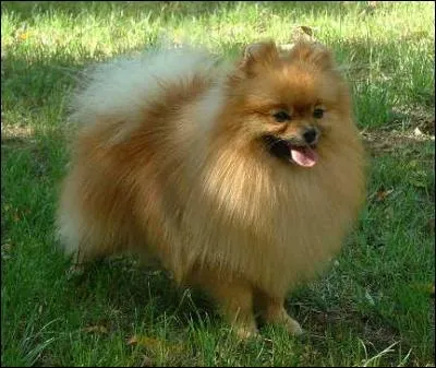 Cocher la bonne race de chiens.