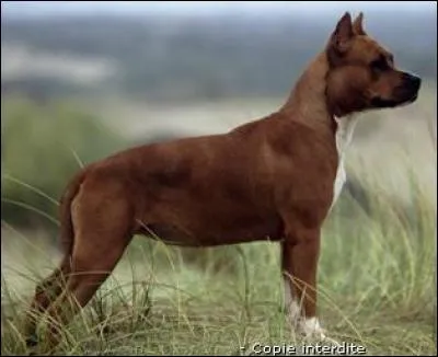 Cocher la bonne race de chiens.