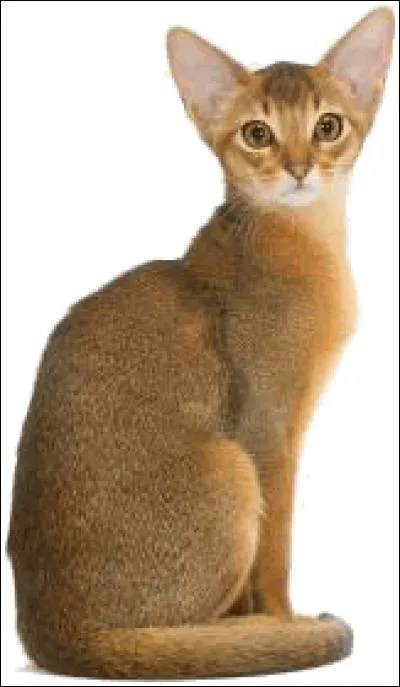 Cocher la bonne race de chats.