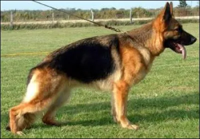 Cocher la bonne race de chiens.