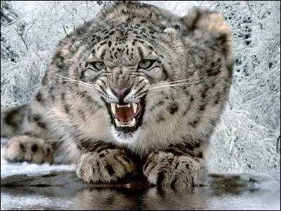 Quel est ce gros chat-chat ?