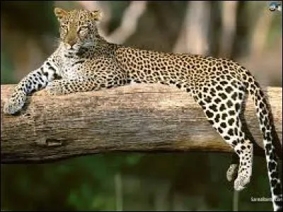 Quel est cet animal ?