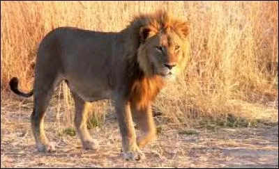 D'après vous, quel est cet animal ?