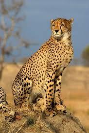 Quiz Felins