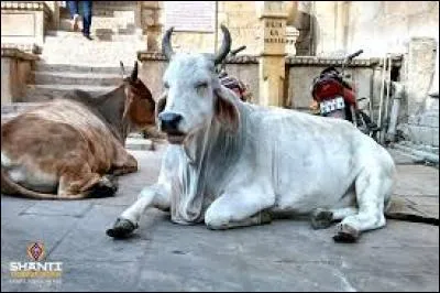 En Inde, l'éléphant est sacré ainsi que...