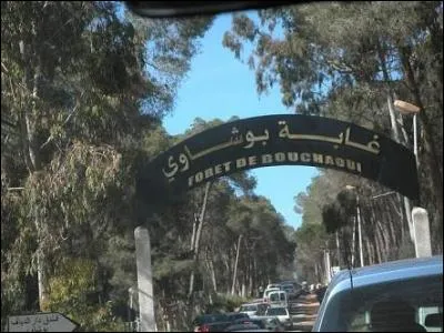 Quel est le nom de cette forêt ?