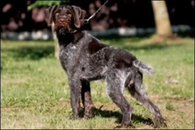 Quelle est la race de ce chien ?