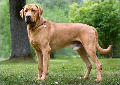 Quelle est la race de ce chien ?