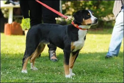 Quelle est la race de ce chien ?