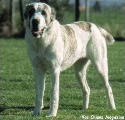 Quelle est la race de ce chien ?