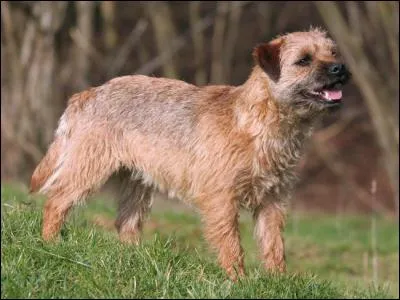 Quelle est la race de ce chien ?