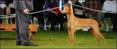 Quelle est la race de ce chien ?