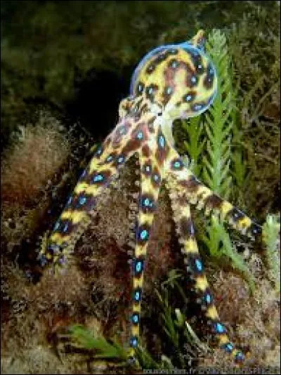 Parmi ces animaux, lequel est vénéneux ?