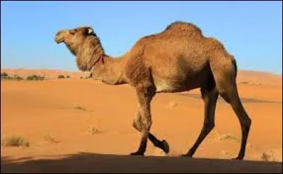 Quel est cet animal ?