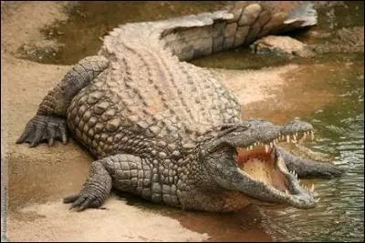 Parmi ces animaux, lequel est le plus dangereux ?