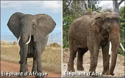 Quelle est la différence entre un éléphant d'Afrique et un éléphant d'Asie ?