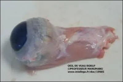 C'était délicieux jusqu'à présent mais cela va changer avec le jus d'il de mouton. Dégoûtant. Mais c'est plein de vitamines et très bon pour la santé. Et, sais-tu d'où vient ce "plat" ?