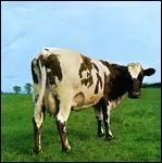 Quel groupe de rock mythique a pour pochette de disque cette magnifique vache ( Nom de l'album : Atom Heart Mother) ?