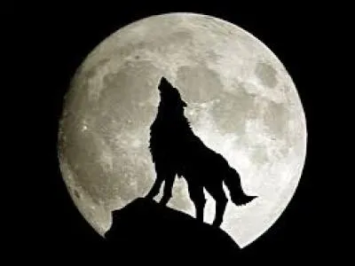 Je crie à la Lune et chasse les lapins.