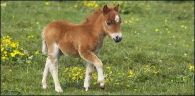 Comment s'appelle le/la petit/petite de la jument ?