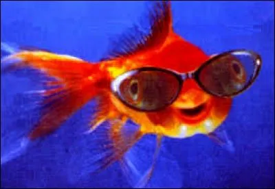 Je vis dans l'eau. Je sauve des vies et peux battre le requin.