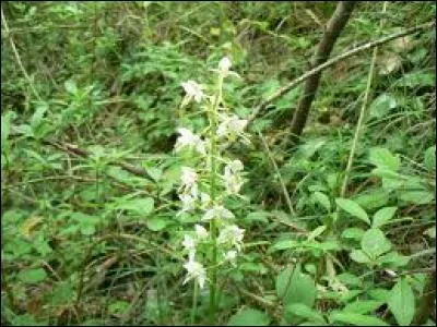 On appelle les plantes qui vivent sur la Terre...