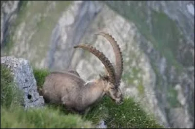 Quant aux animaux on les appelle...