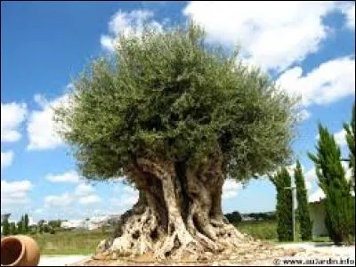 Quel est le nom de cet arbre ?