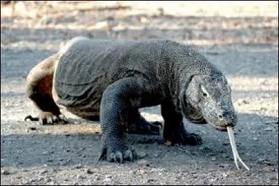 Où vit cet animal ?