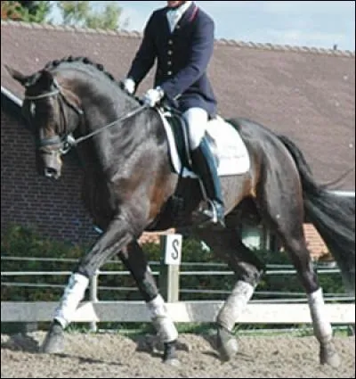 Combien de lettres existent en dressage ?