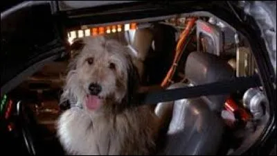 Quelle est la race du chien d'Einstein ?