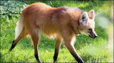 Quel est cette variété de loup ?