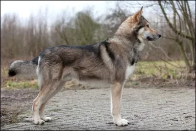 Avec quel loup un berger allemand a-t-il été croisé pour donner un chien-loup tchécoslovaque ?
