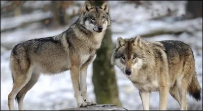 Dans une meute de loups, combien y a-t-il d'individus environ ?