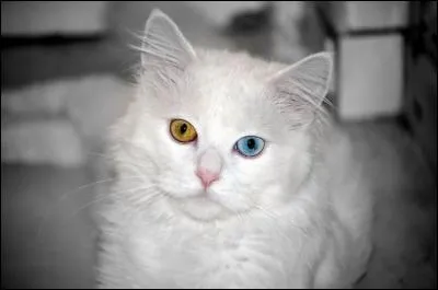 Ce chat a les yeux vairons.