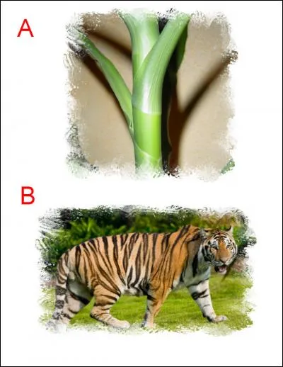 La lettre ajoutée est :