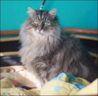 Quelle est la race de ce chat ?