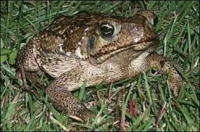 Quelle est cette sorte de crapaud ?