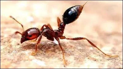 Quelle est cette sorte de fourmi ?