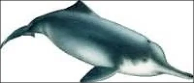 Quel est le nom de ce dauphin ?