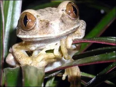 De quelle race est cette grenouille ?