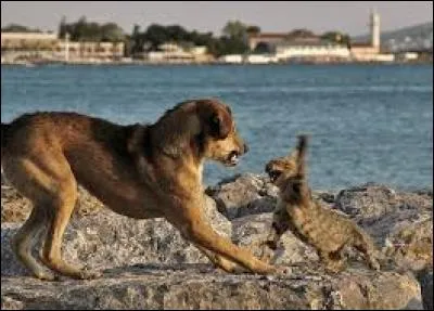 Les chats et les chiens peuvent-ils bien s'entendre?